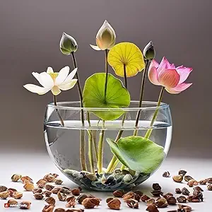 DHYANEXA 100% Germination Lotus Mix Flower Seeds (Pack Of 25 Seeds) - All Mix Color Growing Lotus Kamal Gatta Seed,Home Gardening, Live Water plant for Pond, Rosary of Kamalgatta, Makhana Seed