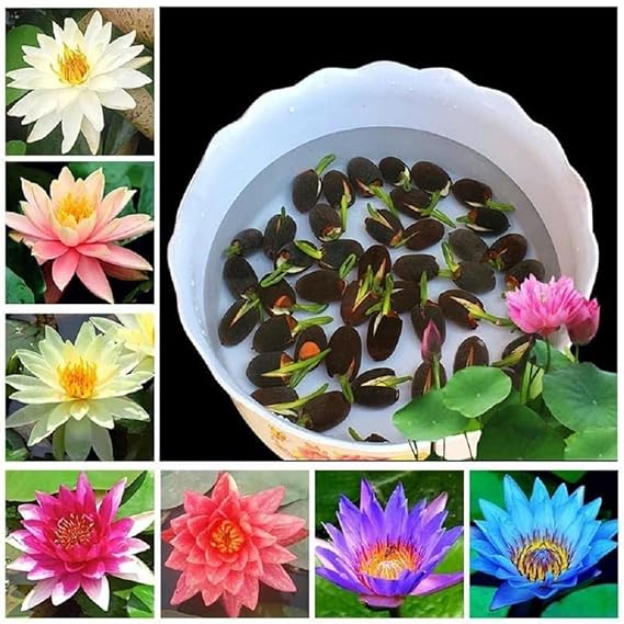 Amazon Brand Lotus Flower Hybrid Seeds for Planting | Pack of 25 | 100% Imported